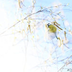 Petit bonheur – Spring is coming