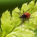 Piqûre de tique? Borréliose, Lyme: prévention en herboristerie familiale